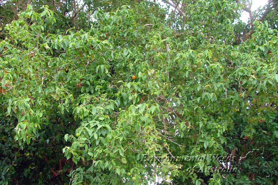 Surinam cherry